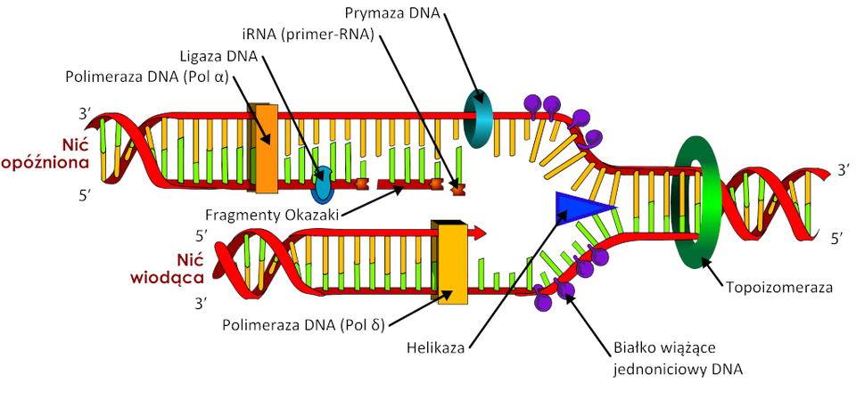 Na grafice znajduje się cząsteczka DNA w trakcie replikacji. Helikalna struktura ulega rozpleceniu na dwie nici — nić opóźnioną oraz nić wiodąc dzięki enzymowi helikazie. Do obydwu nici przyłączone są białka wiążące jednoniciowy DNA. Nierozpleciony jeszcze fragment DNA obejmowany jest enzymem topoizomerazą. Do nici opóźnionej przyłączane są primer‑RNA (iRNA) w kierunku przeciwnym do kierunku rozplatania DNA. W miejscu przyłączania się iRNA z nicią opóźnioną związana jest prymaza DNA. Fragmenty przyłączonych iRNA stanowią fragmenty Okazaki. Do nowopowstającego na podstawie tej nici dwuniciowego DNA przyłączone są również enzymy ligaza DNA oraz polimeraza DNA (alfa). Do nici wiodącej przy pomocy polimerazy DNA (delta) przyłączane są iRNA zgodnie z kierunkiem rozplatania DNA.