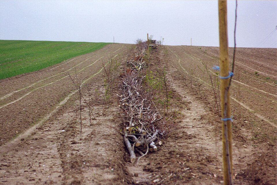 Ilustracja przedstawia śródpolny pas krzewów. Rosną one pośrodku pola uprawnego. Co kilkanaście metrów jest także widoczny wbity pal wzmacniający wzrost nowo zasadzonego drzewa.