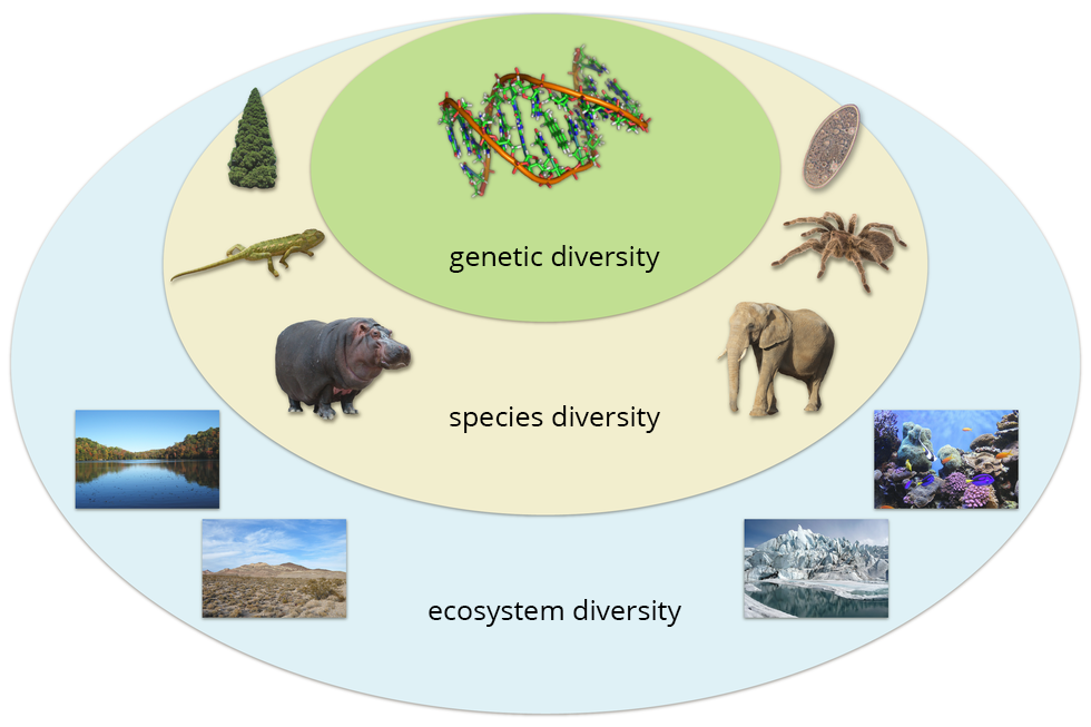 

Ilustracja przedstawia trzy owalne zbiory o różnej wielkości, nachodzące na siebie. Zbiór najmniejszy o nazwie "gentic diversity" stanowi część wspólną wszystkich zbiorów i zawiera model DNA. Nieco większy zbiór nosi nazwę "species diversity" i zawiera wizerunki różnych organizmów: jedno- i wielokomórkowych, m.in. zdjęcie drzewa, pająka, jaszczurki, hipopotama. Nazwa największego zbioru to "ecosystem diversity". W zbiorze tym są zamieszczone zdjęcia różnych ekosystemów: jeziora,  oceanu, pystynii zwrotnikowej i lodowej.