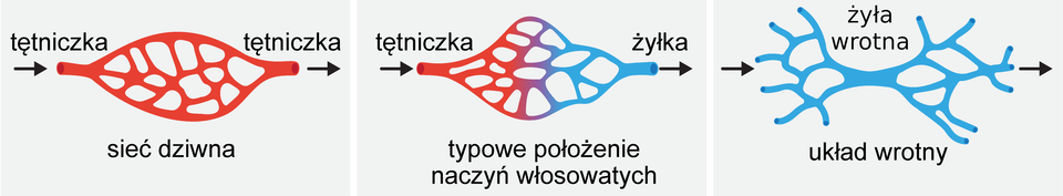 Ilustracja ukazuje sposoby łączenia naczyń włosowatych. Zostały one przedstawione na trzech rysunkach. Pierwszy z nich przedstawia sieć dziwną, która łączy tętniczkę z tętniczką. Tworzy zamknięty, owalny układ wiązań. Płynie przez nie krew utlenowana. Drugie połączenie pomiędzy tętniczką a żyłką ma podobny kształt. Choć jest bardziej nieregularne. Dochodzi w nim do połączenia się krwi utlenowanej z odtlenowaną. Połączenie to jest typowym położeniem naczyń włosowatych. Na trzecim rysunku przedstawiono układ wrotny, w nim żyłkę z odtlenowaną krwią. Żyłka ma wiele rozgałęzień.