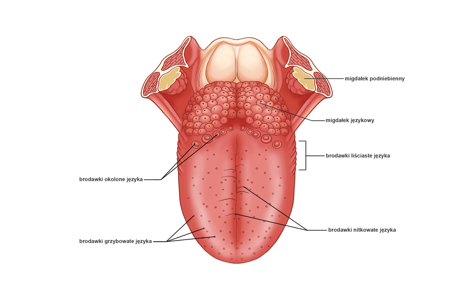 Ilustracja przedstawia rozmieszczenie brodawek smakowych na języku. W przedniej części języka z boku zaznaczono brodawki grzybowate (mają kształt drobnych kulek). Przy środkowej bruździe językowej są brodawki nitkowate. Mają postać krótkich kresek. Brodawki liściaste występują w równoległych fałdach na górno‑bocznej, tylnej powierzchni języka. Poszczególne brodawki oddzielone są rowkami. W tylnej części języka są brodawki okolone w postaci kuleczek. Na nasadzie języka jest migdałek językowy. Stanowi skupisko tkanki limfatycznej w postaci grudek. Za migdałem językowym są migdały podniebienne.  
