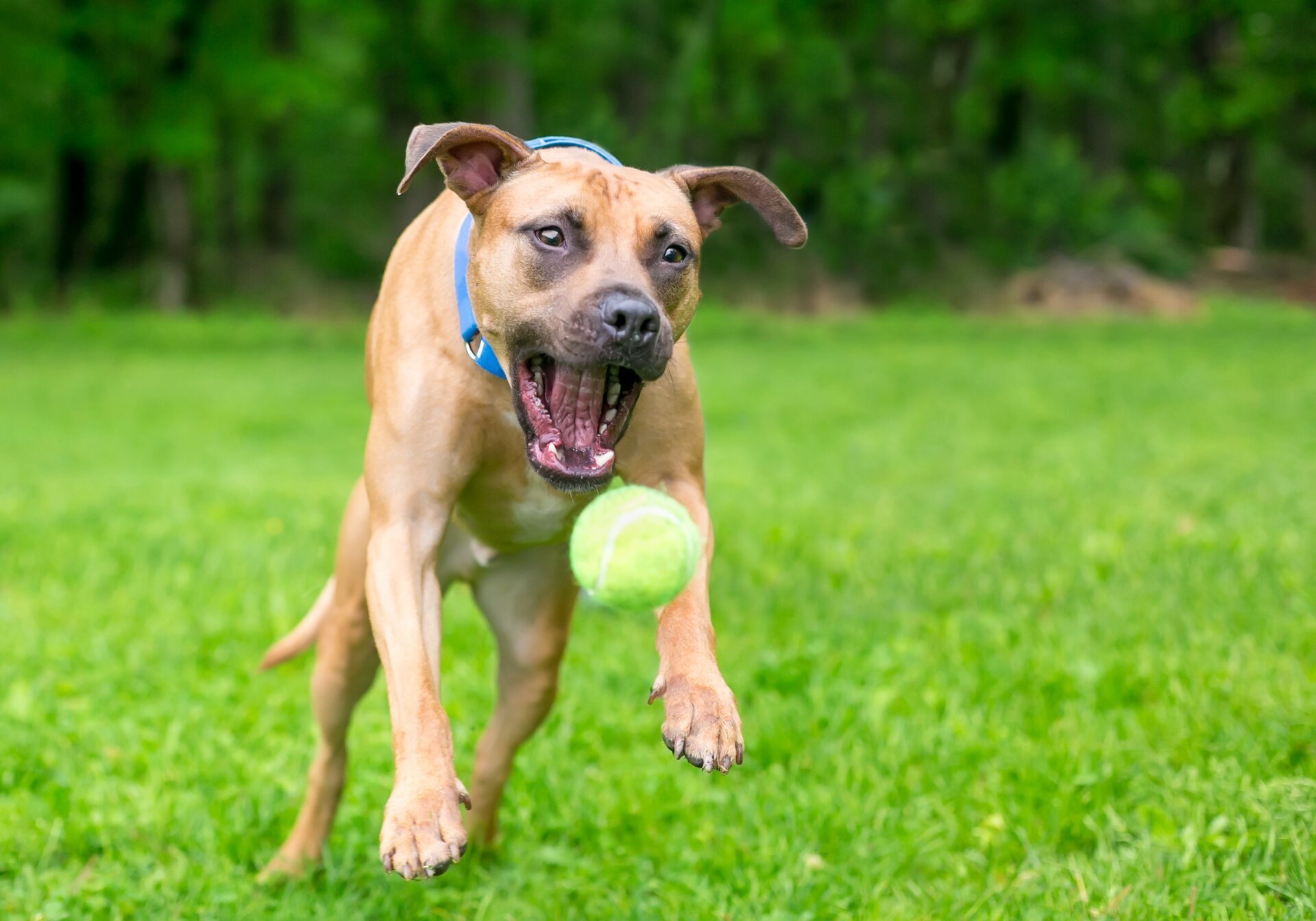 Zdjęcie przedstawia młodego psa, który podskakuje i stara się złapać piłkę w pysk. W tle trawa i drzewa.
