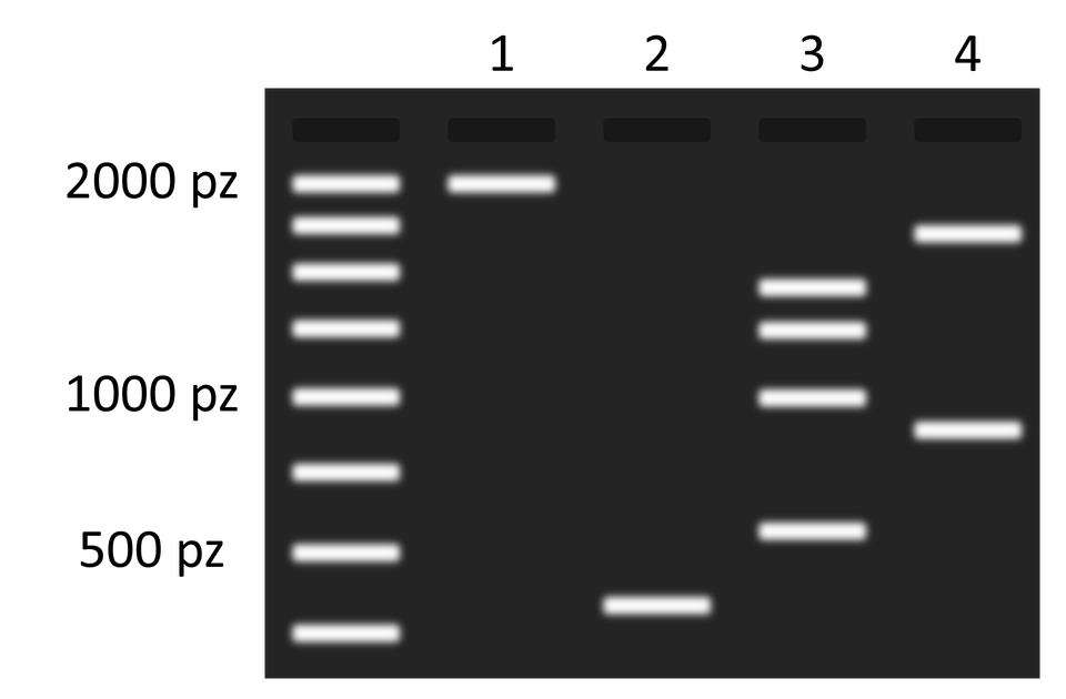 Wynik elektroforezy.