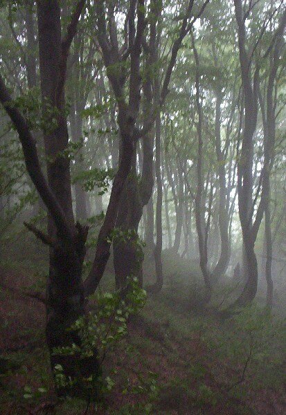 Zdjęcie przedstawia drzewa liściaste rosnące na średnio pochylonym zboczu. Pnie drzew w dolnej części są wygięte w prawo w kierunku nachylenia zbocza. To skutki spełzywania w postaci pochylonych i powyginanych drzew.