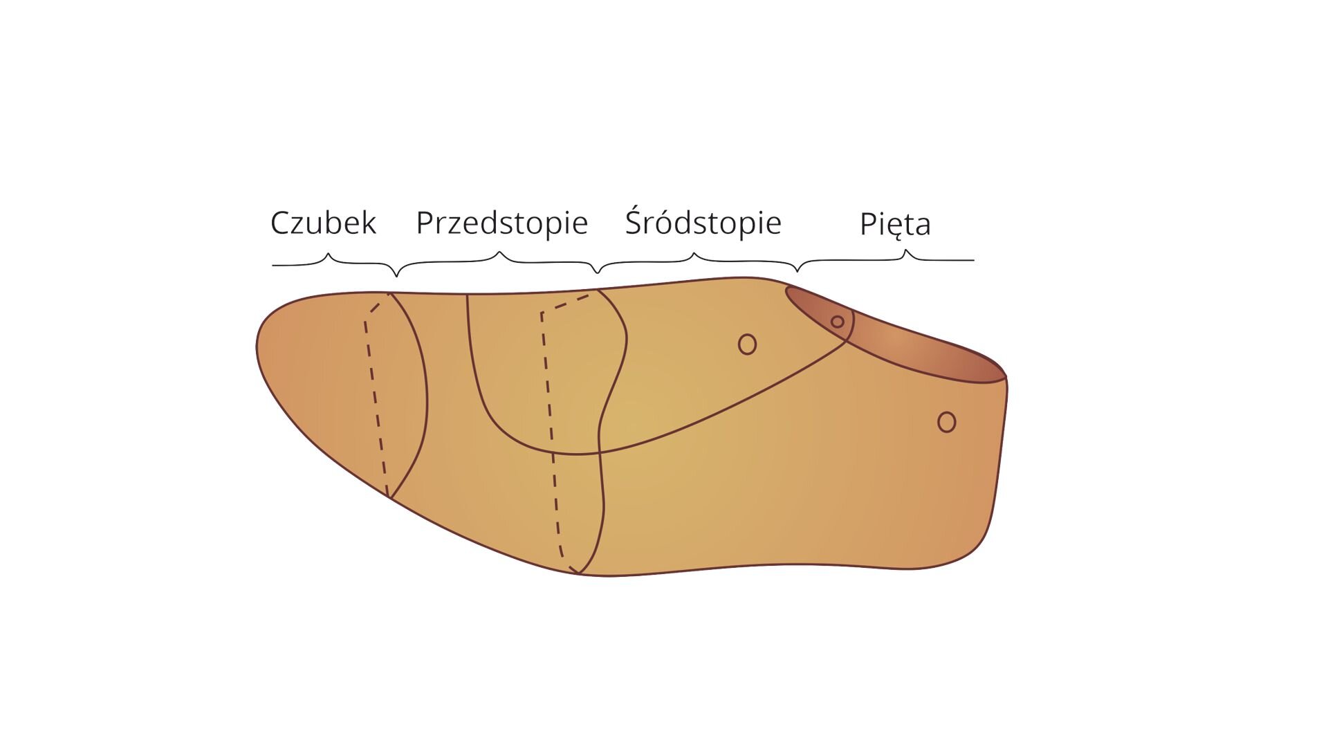 Grafika przedstawia schemat kopyta klinowego z wydzielonymi strefami czubka, przedstopia, śródstopia i pięty.