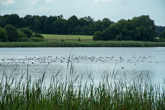 Fotografia przedstawia fragment rzeki latem. Pływają na niej ptaki. Na pierwszym planie znajdują się wysokie szuwary, na drugim rzeka, w tle las.