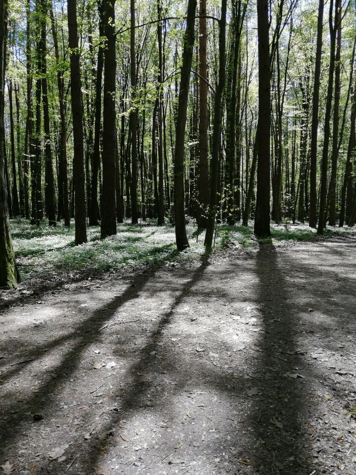 Ilustracja przedstawia fotografię lasu. W kadrze na pierwszym planie jest szeroka, piaszczysta droga leśna z cieniami pojedynczych drzew. W oddali widoczne są wysokie pnie drzew, które rzucają cień  na drogę. kadr ucina drzewa ok. połowy ich wysokości. Światło słoneczne prześwituje pomiędzy gęsto rosnącymi drzewami.