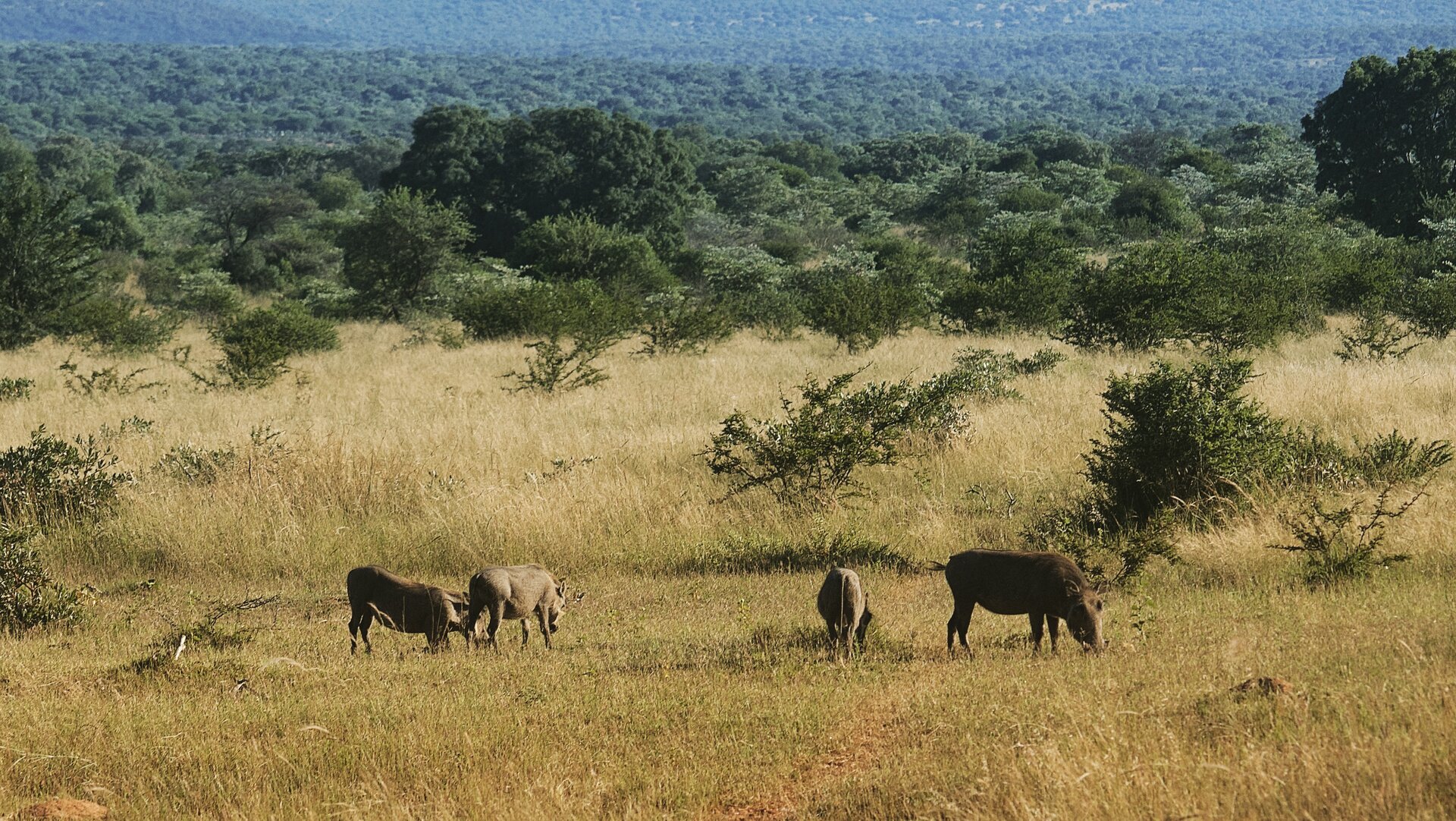 Fotografia. Na niej cztery guźce pasące się na sawannie. Za nimi gęste drzewa. Dwa guźce pasą się po lewej stronie, dwa mniejszy i większy po prawej. Budowa zwierząt jest krępa i masywna, głowy są duże i posiadają krótkie, lekko zakrzywione kły. 