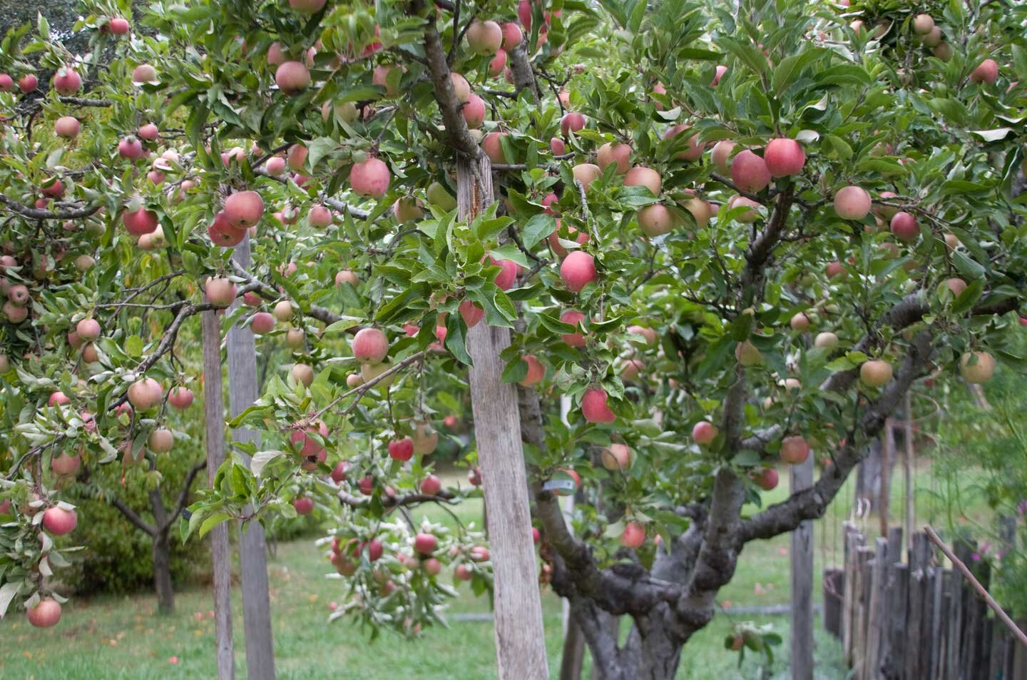 Fotografia przedstawiająca jabłoń w ogrodzie. Jabłoń ma liczne dojrzałe owoce. Gałęzie jabłoni są podparte drewnianymi sztachetami.