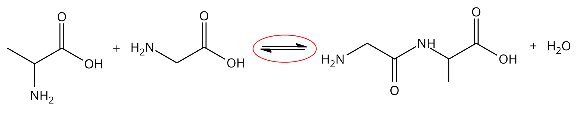 Ilustracja przedstawiająca równanie reakcji kondensacji pomiędzy cząsteczką alaniny i glicyny. Cząsteczka alaniny zbudowana z grupy CH podstawionej grupą metylową CH3, grupą aminową NH2 oraz grupą karboksylową <math aria‑label="C O O H">COOH. Dodać cząsteczka cząsteczka glicyny zbudowana z grupy metylenowej CH2 połączonej z grupą aminową NH2 oraz z grupą karboksylową <math aria‑label="C O O H">COOH. Strzałka w prawo, strzałka w lewo, za zakreślonymi czerwonym kółkiem strzałkami cząsteczka peptydu alaniloglicyny, która to zbudowana jest z grupy metylowej CH3 związanej z grupą CH, która to podstawiona jest grupą aminową NH2 oraz związana z atomem węgla połączonym za pomocą wiązania podwójnego z atomem tlenu oraz za pomocą wiązania pojedynczego z grupą NH, która to łączy się z grupą metylenową CH2 połączoną z grupą karboksylową <math aria‑label="C O O H">COOH Dodać jedna cząsteczka wody.
