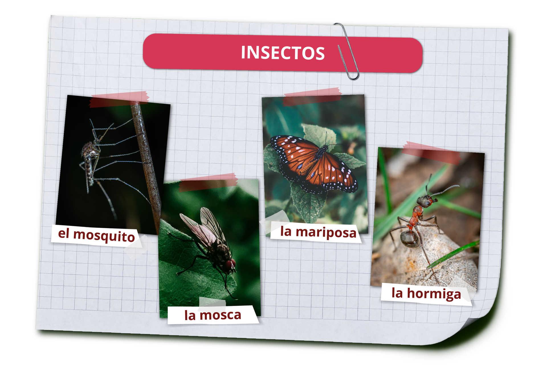 Grafika zawiera nagłówek INSECTOS. Pod spodem widoczne są zdjęcia zwierząt i ich hiszpańskie nazwy. Komar el mosquito. Mucha la mosca/span>. Motyl la mariposa. Mrówka la hormiga. 