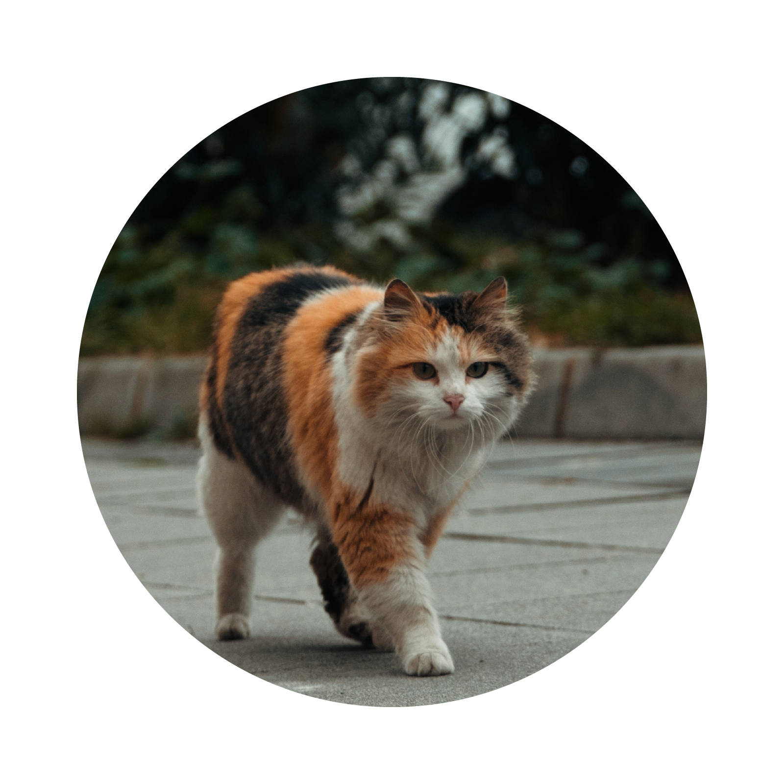 Zdjęcie przedstawia kota na spacerze, na dworze. 