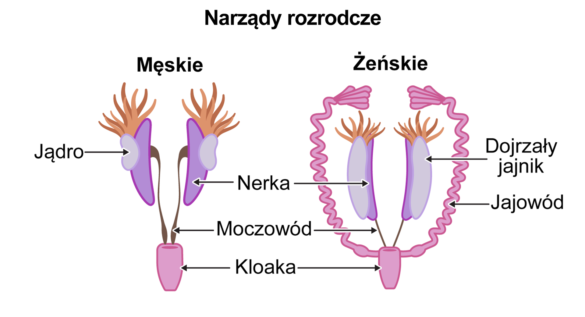 Ilustracja przedstawia narządy rozrodcze płazów. Po lewej są narządy rozrodcze męskie, a po prawej żeńskie. Obydwa na dole wieńczy podłużna, różowa kloaka, od której prowadzi brązowy moczowód do podłużnych, fioletowych nerek. W męskim moczowód jest dłuższy, a w żeńskim krótszy. Nerki zwieńczone są brązowymi elementami przypominającymi włoski. Na nerkach osobników męskich znajdują się małe, jasne jądra. Na nerkach osobników żeńskich znajdują się jasne, duże, podłużne dojrzałe jajniki. Ponadto u osobników żeńskich z kloaki odchodzą na boki kręcone, różowe jajowody, które na górze zwieńczone są elementem złożonym z kilku poziomych pasków.