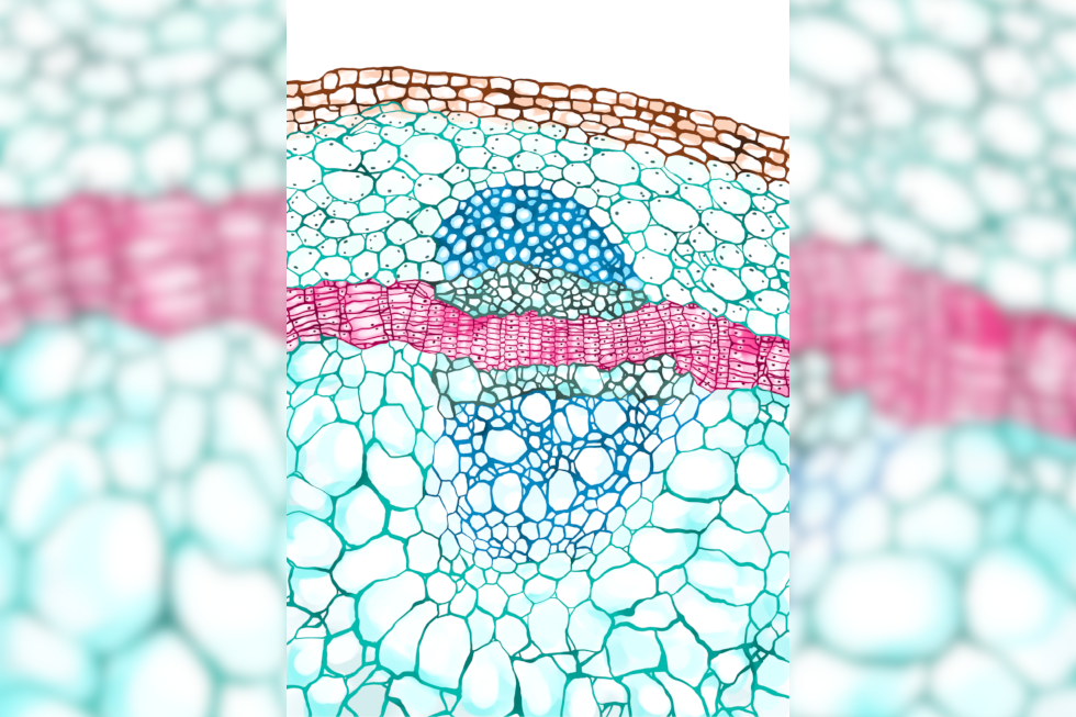 Ilustracja przedstawia fragment przekroju łodygi. Pomiędzy drewnem i łykiem występuje miazga.