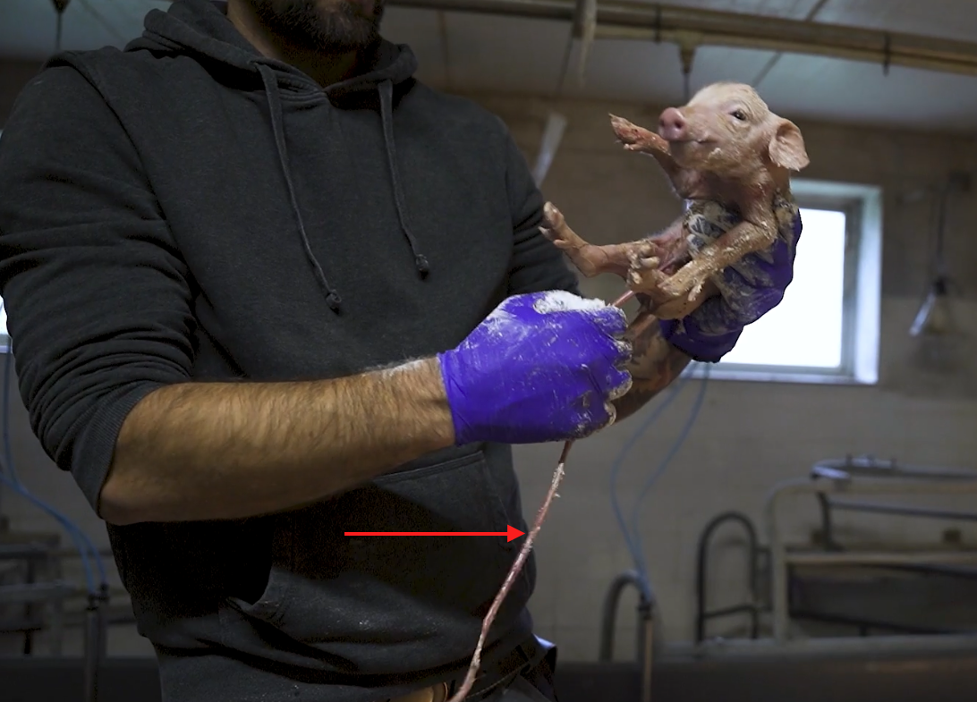 Prosię z pępowiną