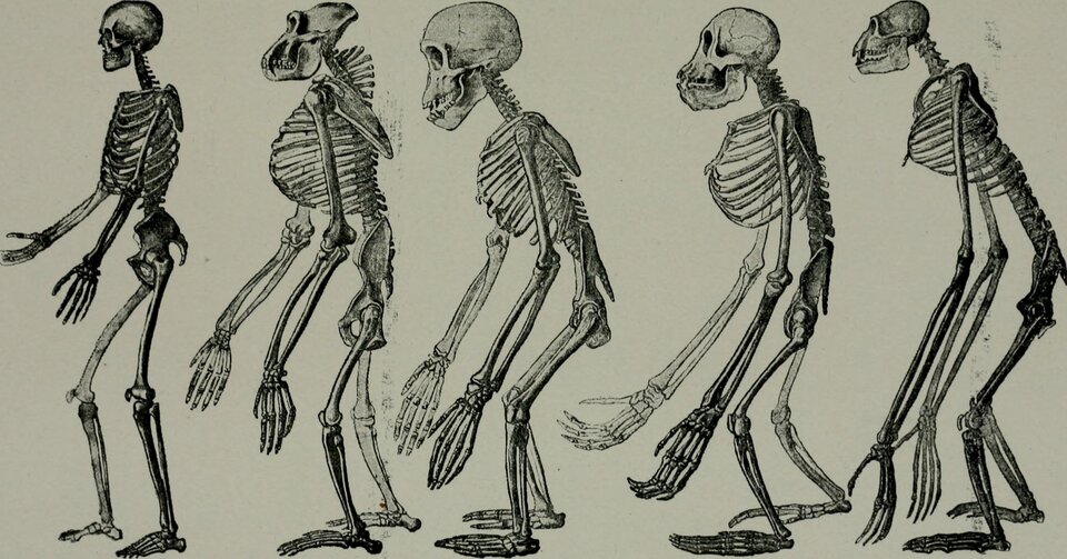 Ilustracja przedstawia pięć szkieletów. Mają różne kształty. Po lewej jest szkielet człowieka, a po prawej szkielety w zbliżonym do ludzkiego kształcie. Są niższe, bardziej garbate, mają większe szczęki. Ukazane zmiany w ich układzie kostnym potwierdzają darwinowską teorię ewolucji.