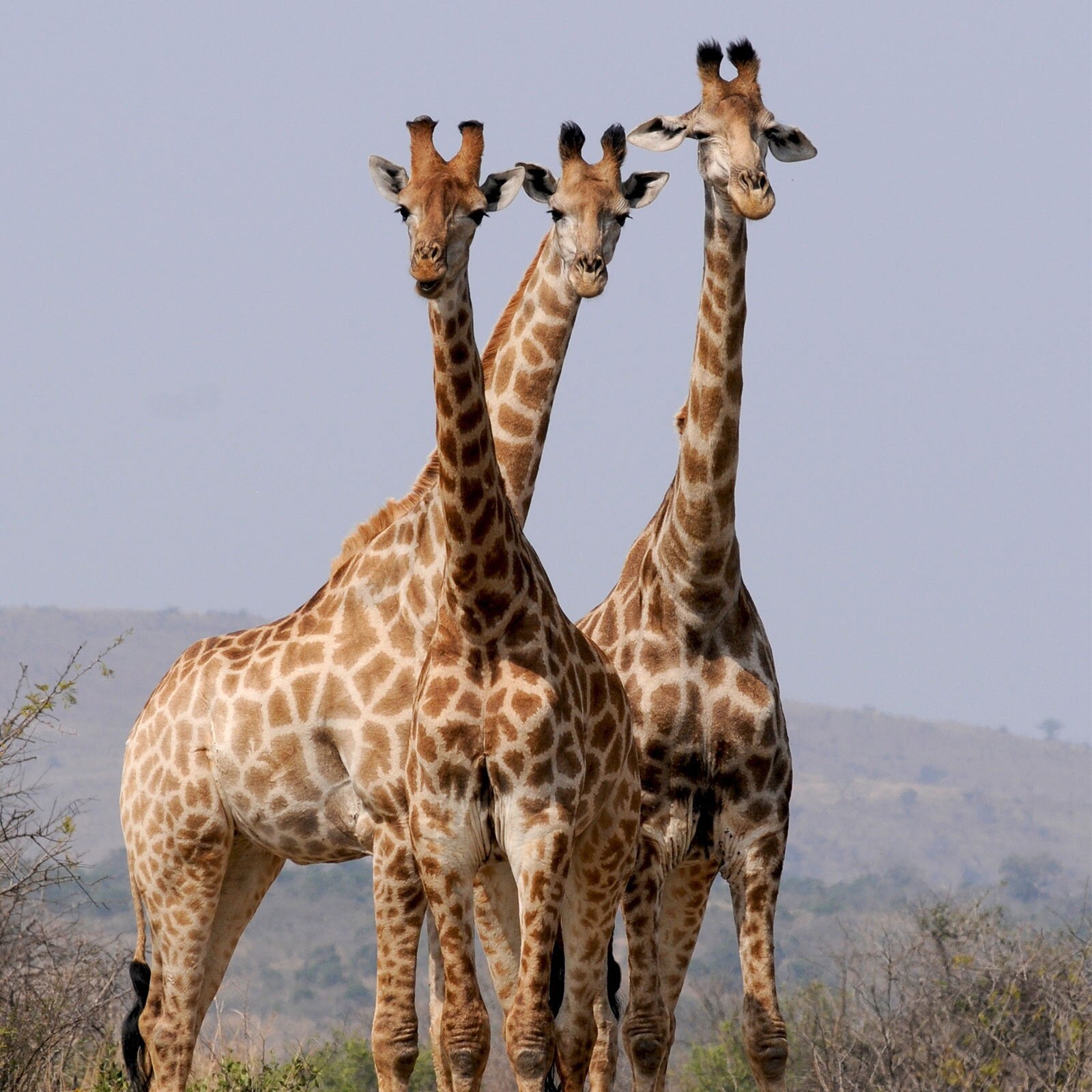 Zdjęcie przedstawia trzy żyrafy na tle sawanny.