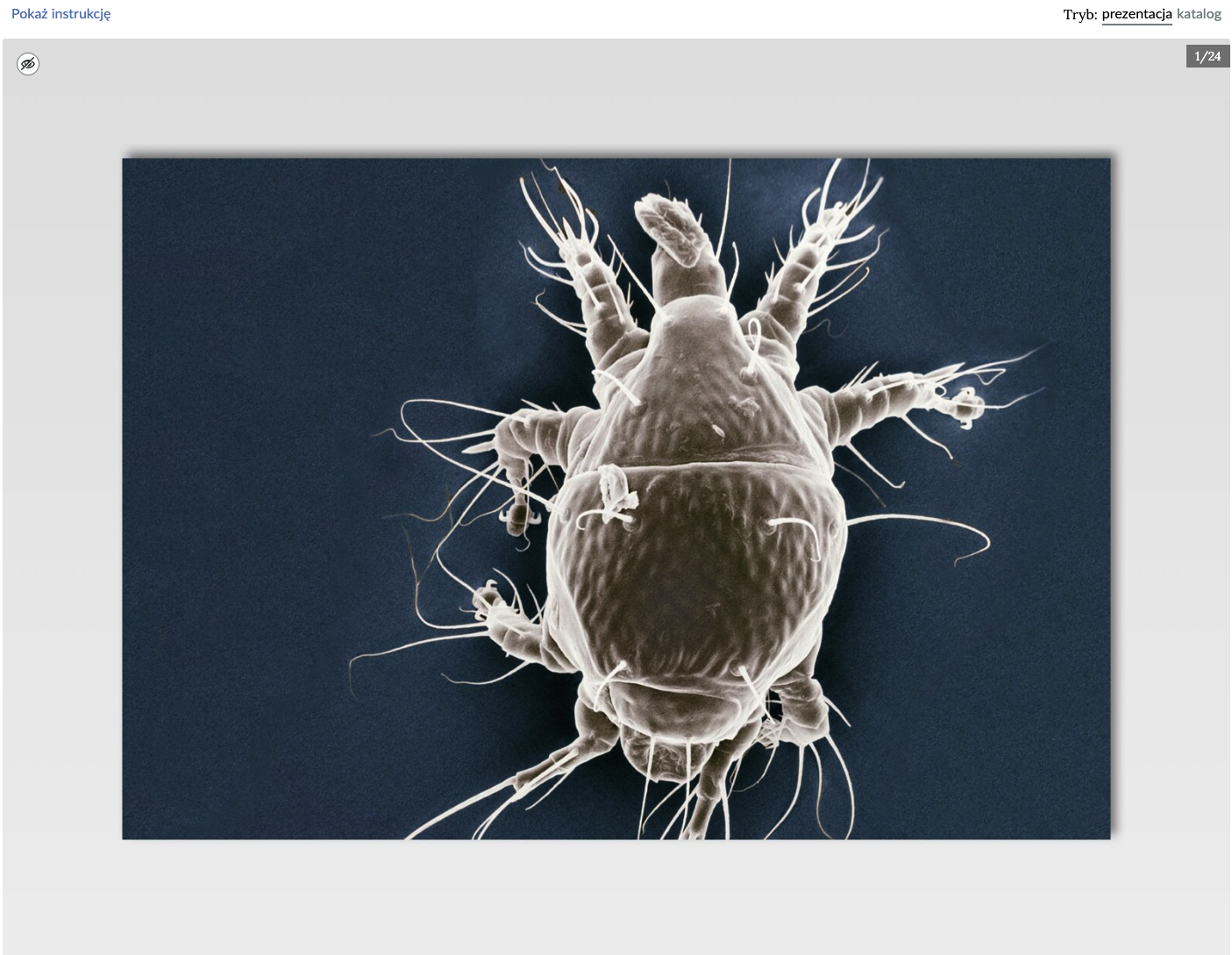 Grafika przedstawia przykładowy widok trybu prezentacji w galerii interaktywnej. Zostało wybrane zdjęcie pierwsze.
