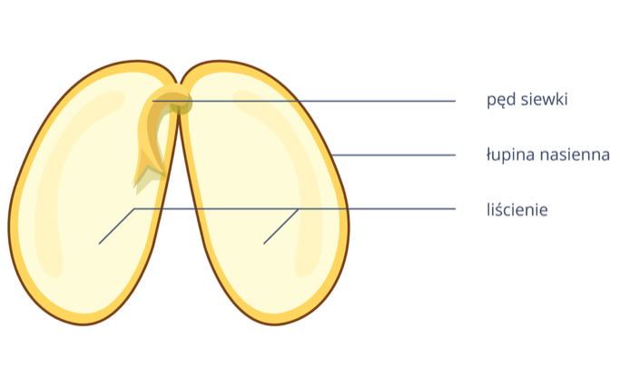 Na rysunku znajdują się liścienie fasoli. Mają owalny kształt. Połączone są w górnej części. W miejscu łączenia znajduje się podłużny twór - pęd siewki. Liścienie mają kolor żółty. Na ich brzegach widnieje brązowa obwódka, jest to łupina nasienna.  
