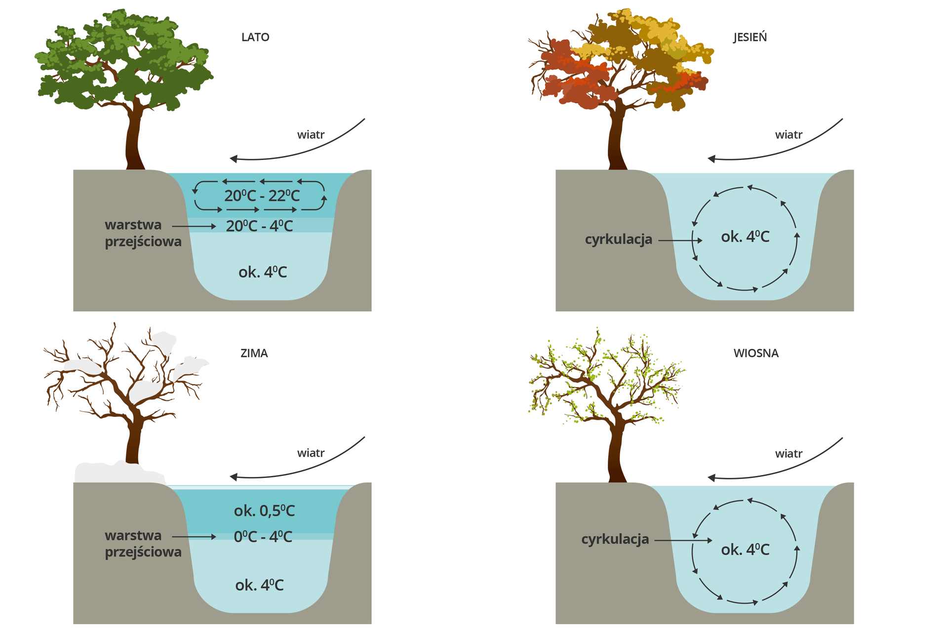 Cztery grafiki przedstawiające zmiany temperatury wody w jeziorze w zależności od pór roku. Każda grafika prezentuje przekrój przez zagłębienie jeziora, na brzegu którego znajduje się drzewo. W lewym górnym rogu pokazano lato. Woda przy dnie ma około 4⁰C, wyżej znajduje się warstwa przejściowa o temp. od 20 do 4⁰C, przy powierzchni jest warstwa cyrkulacji wody oznaczona strzałkami od temp 20 do 22⁰C. Nad taflą wody znajduje się strzałka wskazująca kierunek wiatru z góry w stronę lewą. Drzewo na brzegu jest okryte zielonymi liśćmi. Obok w prawym rogu pokazano jesień. Woda cyrkuluje w całej objętości jeziora, utrzymując temp. około 4⁰C. Drzewo okryte jest kolorowymi liśćmi. Na dole od lewej pokazano zimę. Przy dnie temp 4⁰C, wyżej warstwa przejściowa o temp. 0 do 4⁰C, nad nią warstwa około 5⁰C. tafla jeziora pokryta lodem. Drzewo przy brzegu bez liści okryte śniegiem. Grafika obok to wiosna. Woda cyrkuluje w całej objętości jeziora, utrzymując temp. około 4⁰C. Drzewo na brzegu okryte jest rozwijającymi się liśćmi.
