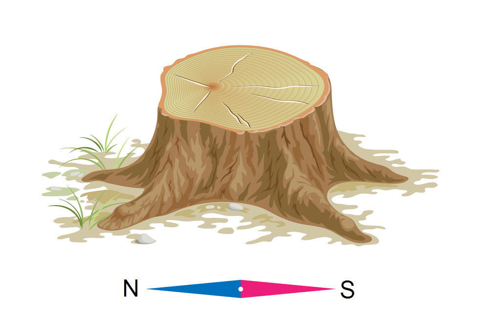 Na ilustracji pokazano pień ściętego drzewa, którego słoje są szersze od strony południowej niż od północy. Pod rysunkiem pnia znajduje igła kompasu z kierunkami N i S. 