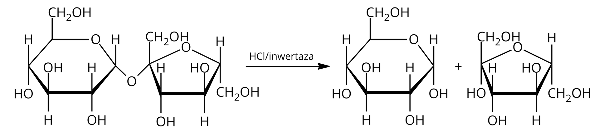 Schemat przedstawiający schemat reakcji hydrolizy sacharozy. Cząsteczka sacharozy, która jest dwucukrem zbudowanym z D‑glukozy oraz D‑fruktozy, które łączy wiązanie α,β-1,2O-glikozydowe. Strukturę stanowi sześcioczłonowy pierścień, w którym pierwszy lokant stanowi atom węgla C1 związany z atomem tlenu wbudowanym w tenże pierścień. Węgiel C5 zamyka pierścień i łączy się ze wspomnianym atomem tlenu oraz węglem C6, niewbudowanym w pierścień. Od węgla C1 odchodzi wiązanie łączące go z atomem tlenu, który to łączy się z węglem C2 pierścienia D‑fruktozy. Od węgli C2 oraz C4 odchodzą do góry grupy hydroksylowe <math aria‑label="O H">OH, zaś do dołu od grupy C3, grupa hydroksylowa odchodzi również od węgla C6, Drugi pięcioczłonowy pierścień stanowi D‑fruktoza, w której węgiel C1 należący do grupy CH2 podstawiony jest grupą hydroksylową i łączy się z atomem węgla C2, który związany jest z atomem tlenu łączącym pierścień D‑fruktozy z pierścieniem D‑glukozy. Od węgla C3 do dołu odchodzi grupa hydroksylowa <math aria‑label="OH">OH, z kolei od węgla C4 do góry odchodzi grupa hydroksylowa <math aria‑label="OH">OH. Węgiel C4 łączy się z atomem tlenu, który to łączy się z atomem węgla C1, co zamyka pięcioczłonowy pierścień. Ponadto od węgla C4 odchodzi do dołu grupa CH2OH. Strzałka w prawo, nad strzałką cząsteczka chlorowodoru HCl oraz inwertaza, za strzałką cząsteczka glukozy i cząsteczka fruktozy. Cząsteczka glukozy o strukturze zbudowanej z sześcioczłonowego pierścienia, w którym pierwszy lokant stanowi atom węgla C1 związany z atomem tlenu wbudowanym w tenże pierścień. Węgiel C5 zamyka pierścień i łączy się ze wspomnianym atomem tlenu oraz węglem C6, niewbudowanym w pierścień. Od węgli C1, C2 oraz C4 odchodzą do góry grupy hydroksylowe <math aria‑label="O H">OH, zaś do dołu od grupy C3, grupa hydroksylowa odchodzi również od węgla C6, Dodać cząsteczka fruktozy zbudowana z pięcioczłonowego pierścienia. Węgiel C 1, nie należy do wspomnianego pierścienia i jest podstawiony grupą hydroksylową OH. Łączy się on z atomem węgla C 2, od którego odchodzi w dół grupa hydroksylowa OH i który łączy się z atomem tlenu wbudowanym w pierścień. Węgiel C 2 łączy się z węglem C 3, od którego do dołu odchodzi grupa OH. Węgiel C 3 łączy się z węglem C 4, od którego z kolei grupa hydroksylowa OH odchodzi do góry. Węgiel C 4, łączy się z węglem C 5, który to łącząc się z atomem tlenu związanym z węglem C 1, zamyka pierścień i jest podstawiony grupą CH2OH, odchodzącą w dół.