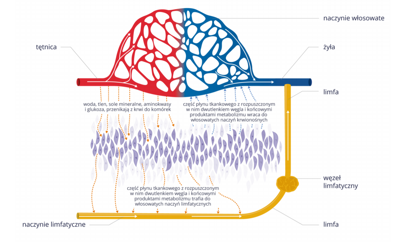 Schemat przedstawia obieg limfy. Na górze schematu widoczny jest układ naczyń krwionośnych. Do układu prowadzi czerwona tętnica, która rozgałęzia się w skomplikowaną siatkę oznaczonych czerwonym kolorem naczyń. Od tego fragmentu schematu odchodzą w dół liczne, przerywane strzałki z napisem: woda, tlen, sole mineralne, aminokwasy i glukoza przenikają z krwi do komórek, a dalej z komórek do naczyń limfatycznych. Od komórek prowadzą w dół strzałki z napisem: część płynu tkankowego z rozpuszczonym w nim dwutlenkiem węgla i końcowymi produktami metabolizmu trafia do włosowatych naczyń limfatycznych. Od komórek znajdujących się pod układem naczyń krwionośnych biegną w górę strzałki do dalszego fragmentu siatki oznaczonych niebieskim kolorem naczyń krwionośnych, które łączą się z żyłą. Przy strzałkach widnieje napis: część płynu tkankowego z rozpuszczonym w nim dwutlenkiem węgla i końcowymi produktami metabolizmu wraca do włosowatych naczyń krwionośnych. Z kolei poniżej, w naczyniach limfatycznych płynie limfa, znajduje się na nim węzeł limfatyczny. Przez naczynia limfatyczne limfa wpływa do żyły znajdującej się na końcu schematu.