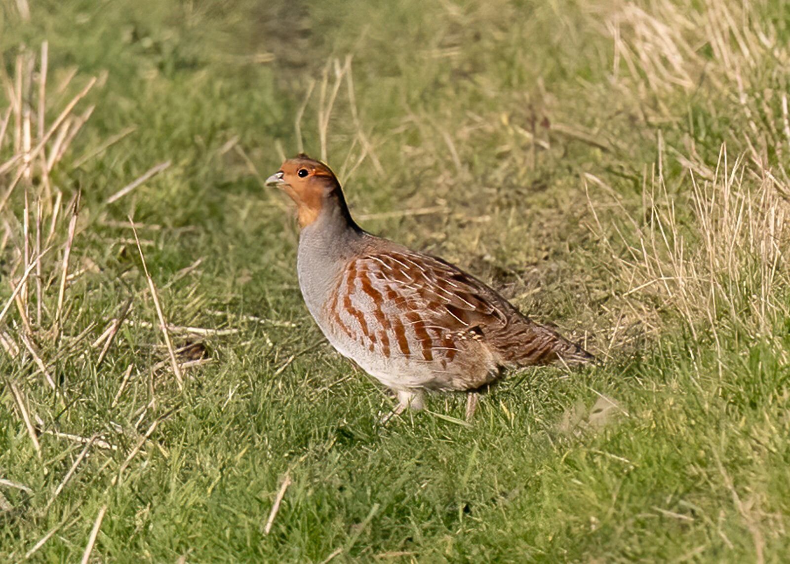 Na zdjęciu dość duży ptak o szarym upierzeniu na brzuchu, w górnej części szary przeplatany z ciemnoczerwonym i pomarańczowym.