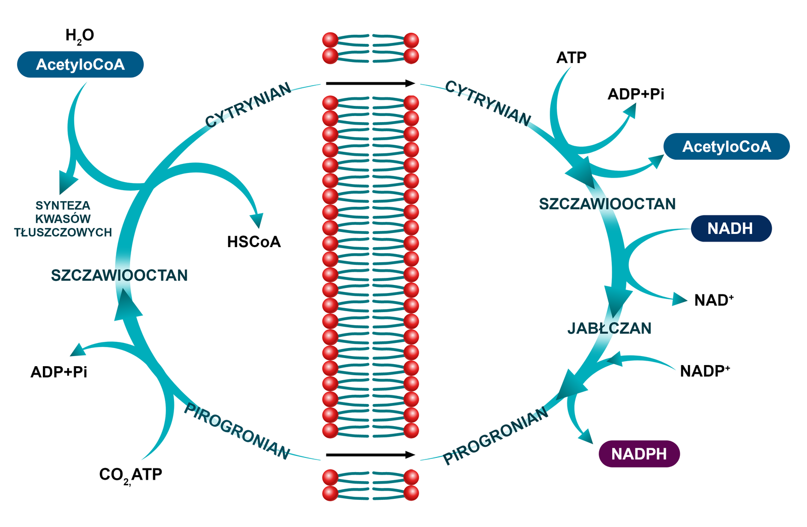 Grafika przedstawia biosyntezę kwasów tłuszczowych. W wyniku cyklu reakcji dochodzi do powstania wielu związków chemicznych. To reakcja kołowa. Cykl Krebsa. 