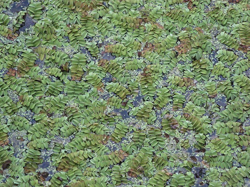  Zdjęcie przedstawia zbiornik wodny którego tafla jest niemal całkowicie zakryta przez zieloną roślinę. Posiada ona płaskie, eliptyczne liście rosnące w parach. U nasady są one sercowate. 
