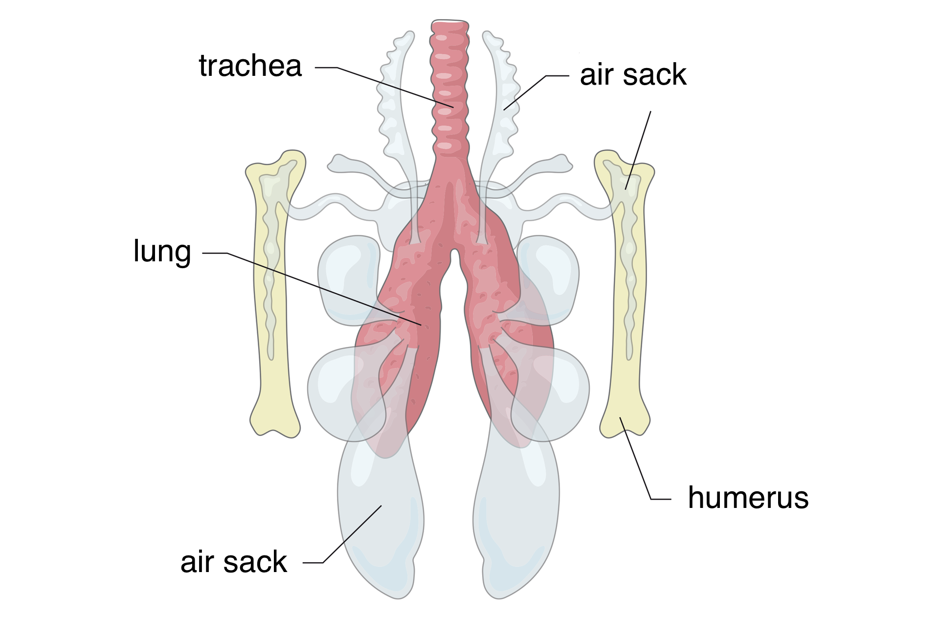 Ilustracja przedstawia schematycznie dwubocznie symetryczny układ oddechowy ptaka. Ciemnoróżowa tchawica prowadzi do płuc w tym samym kolorze. Z płuc wyrastają w różnych kierunkach błękitne pęcherze, czyli worki powietrzne. Po obu stronach narysowano bladoróżowe kości ramieniowe, do których wrastają pęcherze powietrzne. Podpisano: tchawica, płuco, worek powietrzny, kość ramieniowa