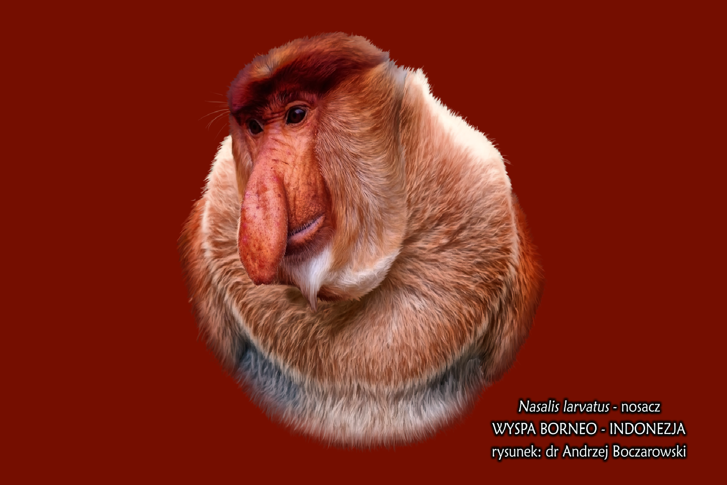 Rysunek nosacza. Małpa ma głowę o dużym nosie w kształcie ogórka. Ciało pokryte jasnobrązowymi włosami, jedynie głowa jest ruda. 