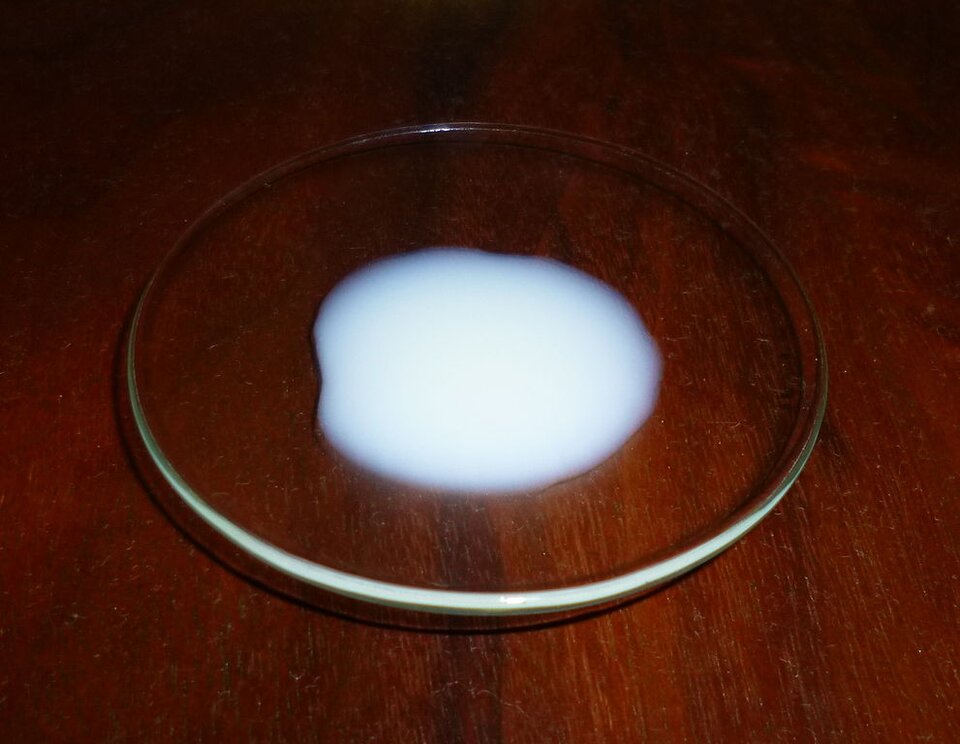 Na fotografii okrągłe szkło leżące na drewnianym blacie, na którym w centrum znajduje biały, nieprzejrzysty płyn - limfa (chłonka) człowieka pobrana z przewodu piersiowego.