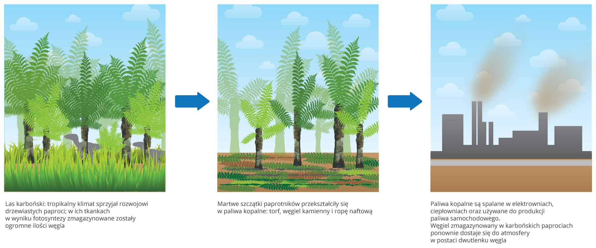Ilustracja składa się z trzech rysunków, ukazujących magazynowanie i uwalnianie dwutlenku węgla. Na pierwszym obrazku znajdują się zielone drzewiaste paprocie, między którymi w wysokiej trawie chodzą szare dinozaury. To las karboński. Rośliny w ciepłym klimacie pobierają dwutlenek węgla z atmosfery i prowadzą intensywną fotosyntezę. W ich tkankach magazynowane są duże ilości węgla. * Drugi rysunek ukazuje tylko kilka żywych roślin. Szczątki pozostałych powoli przekształcają się w paliwa kopalne: torf, węgiel brunatny i kamienny oraz ropę naftową. Na trzecim rysunku znajduje się szara fabryka. Z jej kominów wydostaje się bury dym. Paliwa kopalne są zużywane, a zmagazynowany węgiel w postaci dwutlenku węgla wraca do atmosfery.
