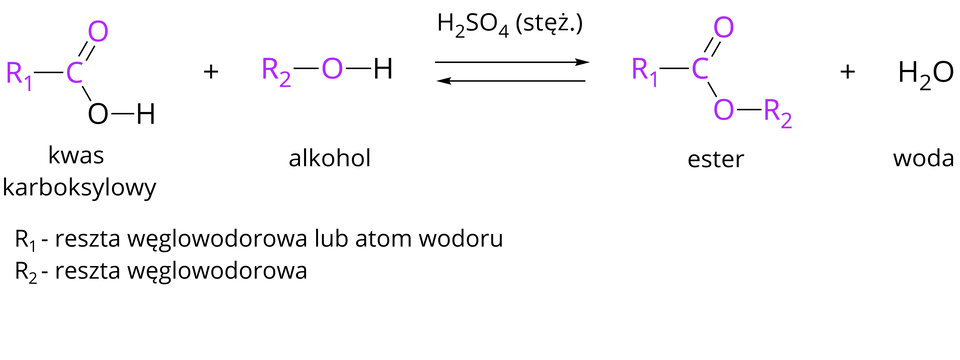 Na ilustracji ukazano ogólne równanie otrzymywania estru kwasu karboksylowego. W lewym dolnym rogu znajduje się legenda: R indeks dolny, jeden, koniec indeksu dolnego to reszta węglowodorowa lub atom wodoru, a R indeks dolny, dwa, koniec indeksu dolnego to reszta węglowodorowa. Powyżej znajduje się zapis równania rekacji: od grupy R indeks dolny, jeden, koniec indeksu dolnego odchodzi wiązanie pojedyncze w prawo do atomu węgla C. Od niego odchodzą dwa wiązania: podwójne na ukos w górę do atomu tlenu O i pojedyncze na ukos w dół do atomu tlenu O, od którego odchodzi wiązanie pojedyncze w prawo do atomu wodoru H. Grupę R indeks dolny, jeden, koniec indeksu dolnego, atom węgla i atom tlenu połączony wiązaniem podwójnym oznaczono kolorem fioletowym. Pod spodem podpis kwas karboksylowy. Dalej znak plus i grupa R indeks dolny, dwa, koniec indeksu dolnego, od której odchodzi wiązanie pojedyncze w prawo do atomu tlenu O, od którego odchodzi wiązanie pojedyncze w prawo do atomu wodoru H. Grupę R indeks dolny, dwa, koniec indeksu dolnego i atom tlenu oznaczono kolorem fioletowym. Pod spodem podpis alkohol. Dalej dwie strzałki skierowane w dwie strony, nad strzałkami napis H indeks dolny, dwa, koniec indeksu dolnego, S O indeks dolny, cztery, koniec indeksu dolnego, nawias, stęż ., zamknięcie nawiasu. Za strzałkami grupa R indeks dolny, jeden, koniec indeksu dolnego, od której odchodzi wiązanie pojedyncze w prawo do atomu węgla C. Od niego odchodzą dwa wiązania: podwójne na ukos w górę do atomu tlenu O i pojedyncze na ukos w dół do atomu tlenu O, od którego odchodzi wiązanie pojedyncze w prawo do grupy R indeks dolny, dwa, koniec indeksu dolnego. Wszystkie atomy oraz grupy w tym wzorze oznaczono kolorem fioletowym. Pod spodem podpis ester. Dalej znak plus H indeks dolny, dwa, koniec indeksu dolnego, O pod spodem podpis woda.