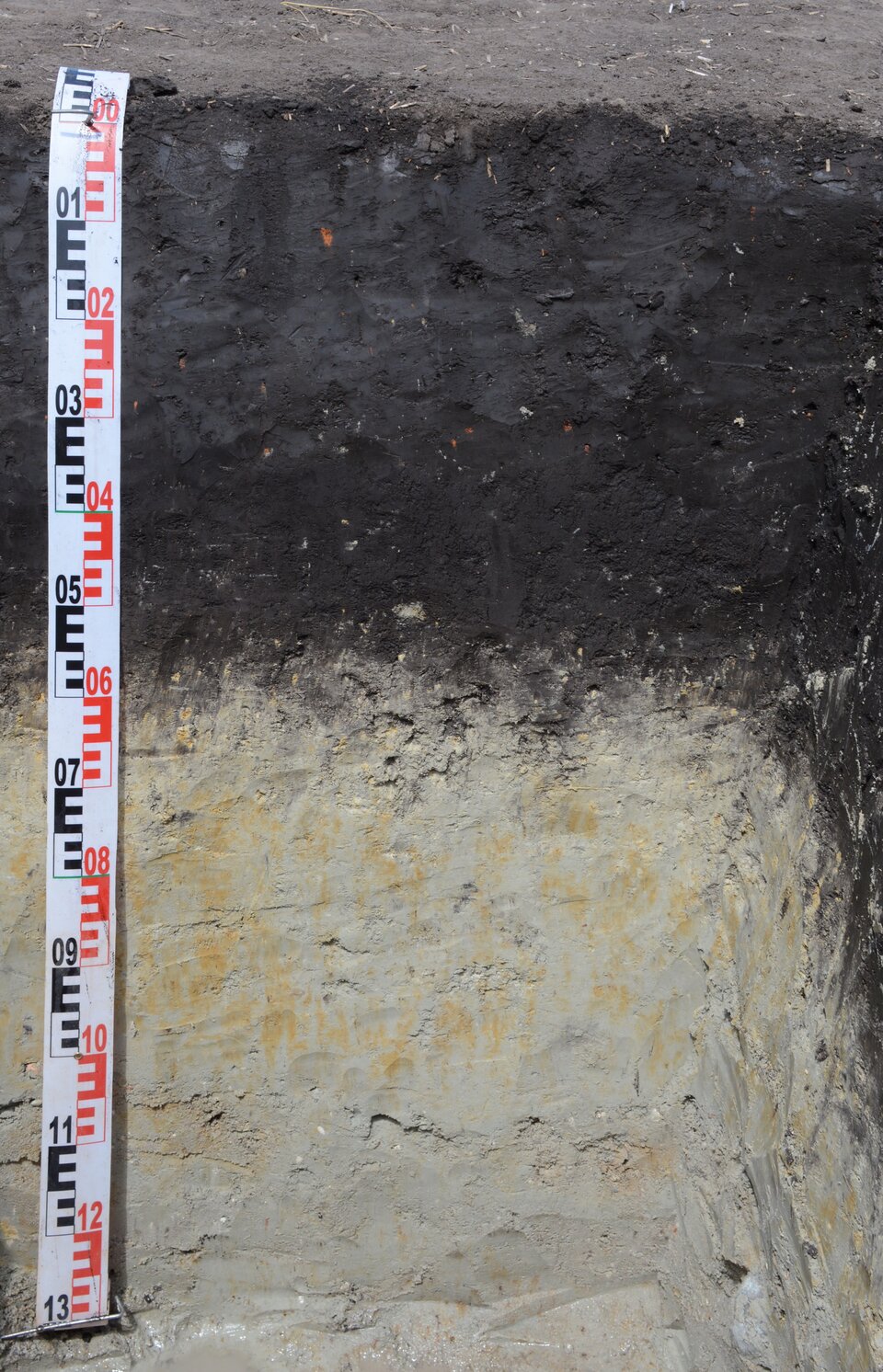 Fotografia przedstawia przekrój przez czarne ziemie, czyli ciemne, żyzne gleby powstałe pod wpływem wód gruntowych. Pierwsza warstwa gleby poczynając od powierzchni ma czarny odcień, głębiej występuje gleba w kolorze jasnożółtym i kremowym. Do przekroju przyłożona jest biało – czerwona taśma obrazująca głębokość przekroju – ma on 13 cm. 