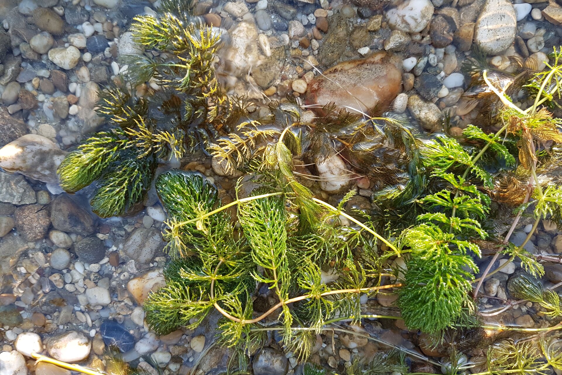 Zdjęcie przedstawia zieloną roślinę o długich pędach na kamienistym brzegu zbiornika wodnego.
