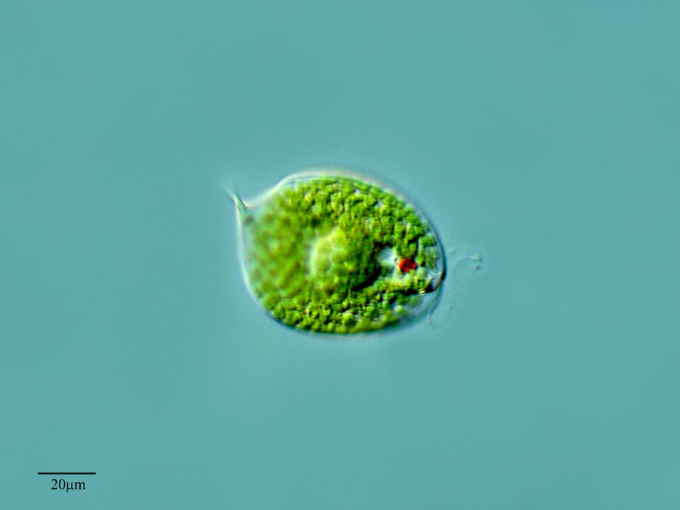 Na zdjęciu znajduje się niewielki protist - przedstawiciel rodzaju Phacus. Ma kulisty kształt, zieloną barwę powodują wypełniające go chloroplasty. Posiada pomarańczowoczerwoną plamkę oczną. Znajduje się na niebieskim tle. 