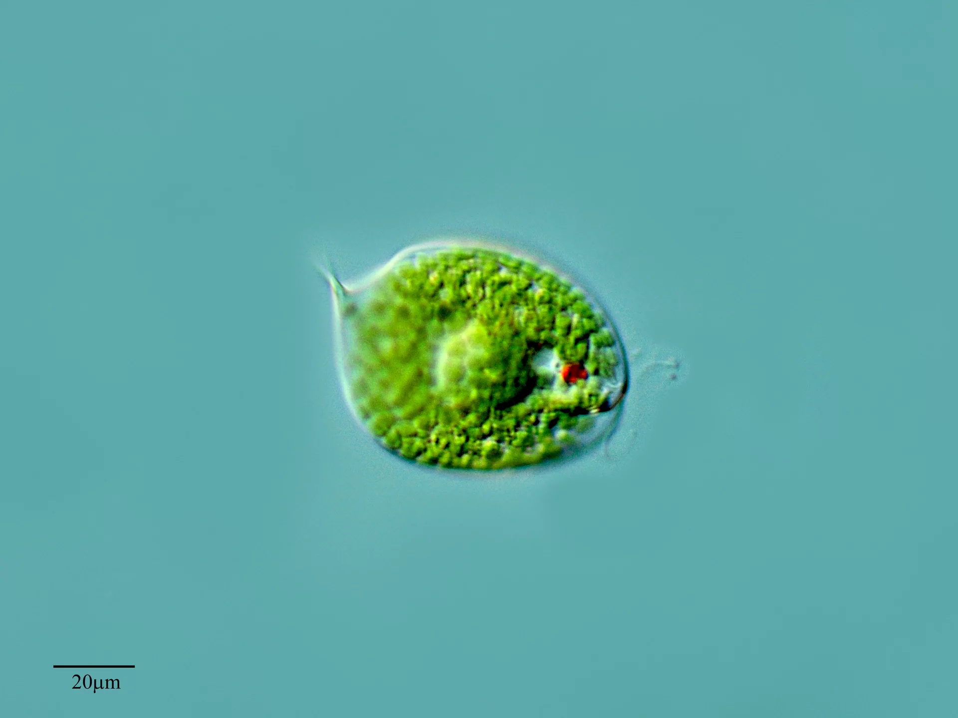 Na zdjęciu znajduje się niewielki protist - przedstawiciel rodzaju Phacus. Ma kulisty kształt, zieloną barwę powodują wypełniające go chloroplasty. Posiada pomarańczowoczerwoną plamkę oczną. Znajduje się na niebieskim tle. 