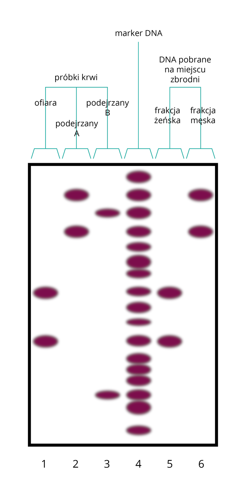 Wizualizacja testu ofiary i domniemanych przestępców
