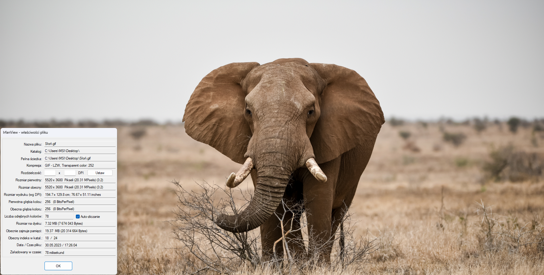 Fotografia słonia afrykańskiego z właściwościami pliku GIF w programie IfranView.