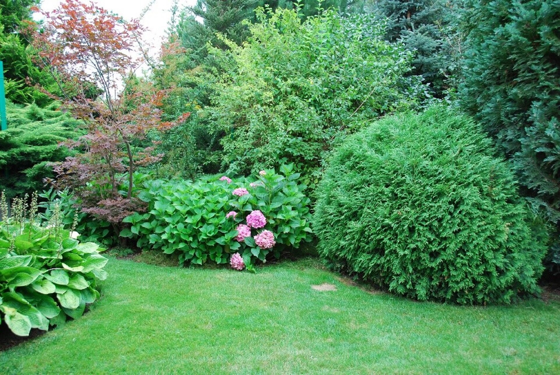 Ilustracja przedstawia zdjęcie zielonego, pełnego krzewów ogrodu. W centrum kadru znajduje się mały krzak hortensji, której różowe, zbite w okrągłe kule kwiaty stanowią akcent kolorystyczny zdjęcia.