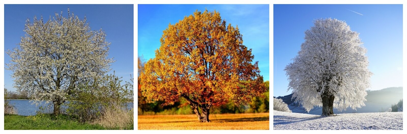 Na obrazku znajdują się trzy drzewa, każde o innym wyglądzie, reprezentujące różne pory roku: wiosnę, lato i zimę.