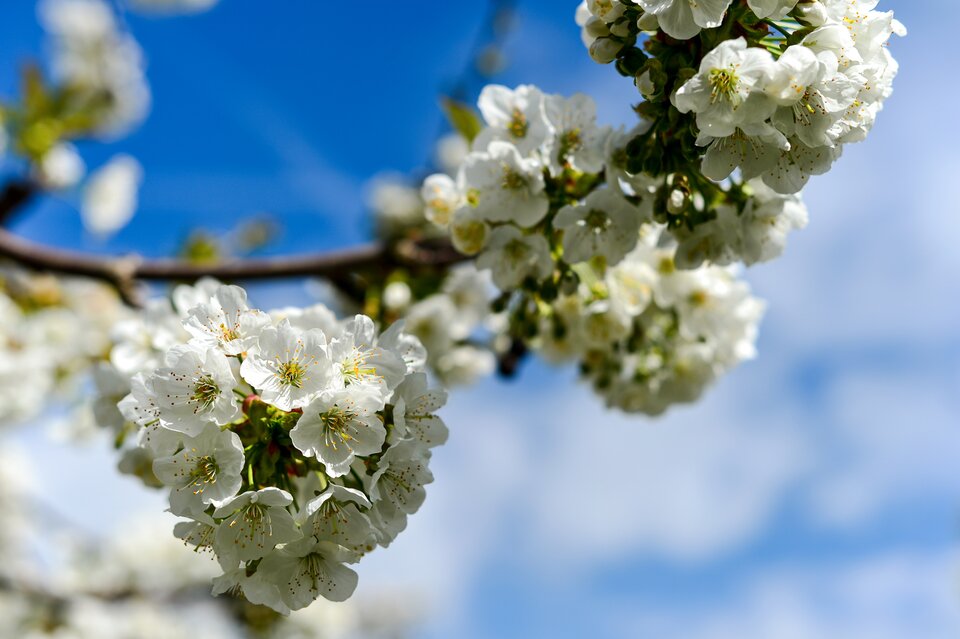 Zdjęcie przedstawia gałąź drzewa z licznymi białymi kwiatami; w tle rozmyte niebo z chmurami.