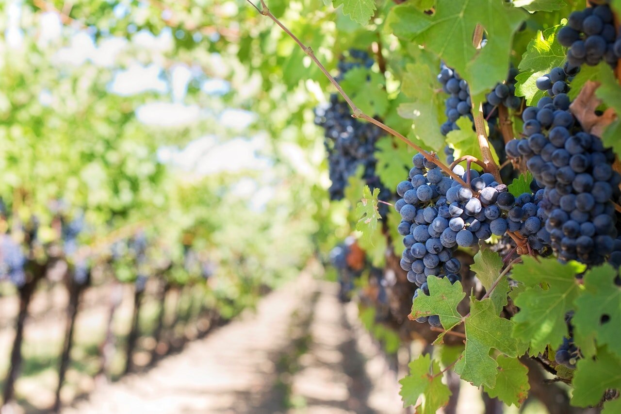 Zdjęcie przedstawia winnicę. W rzędach rosną krzewy winorośli z granatowymi owocami.