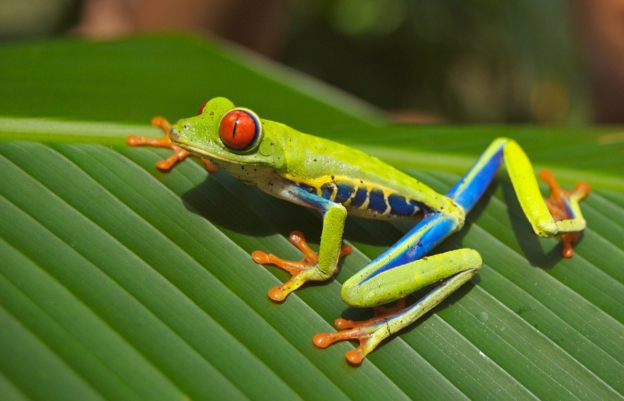 Zdjęcie przedstawia zieloną żabę siedzącą na liściu. Żaba ma duże, czerwone oczy. Jej kończyny i bok ciała są częściowo niebieskie. Na końcach palców ma brodawkowate przylgi.    