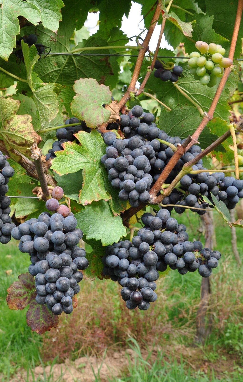 Zdjęcie przedstawia odmianę winorośli Pinotage. Widoczne są kiście winogron rosnące na pędach, złożone z kulistych jagód w kolorze ciemnofioletowym na tle liści winorośli. W dolnej części widoczna jest zielona trawa.