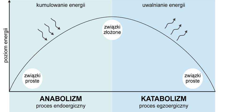 Grafika przedstawia wykres obrazujący zależność poziomu energii zawartej w związku (oś y) od rodzaju procesu (oś x). Wykres ma kształt paraboli z ramionami zwróconymi w dół. Pierwsza połowa paraboli obrazuje przemiany energii w procesach endoergicznych, w anabolizmie. U podstawy pierwszej połowy wykresu znajduje się napis "związki proste", a u szczytu, czyli w połowie paraboli znajduje się napis "związki złożone". W kierunku tej połowy wykresu skierowane są trzy strzałki podpisane jako "kumulowanie energii". Druga połowa paraboli obrazuje przemiany energii w procesach egzoergicznych, w katabolizmie. Biegnie ona od szczytu opisanego jako "związki złożone" w dół aż do osi x, gdzie znajduje się napis "związki proste". W kierunku tej połowy wykresu skierowane są trzy strzałki podpisane  jako "uwalnianie energii".