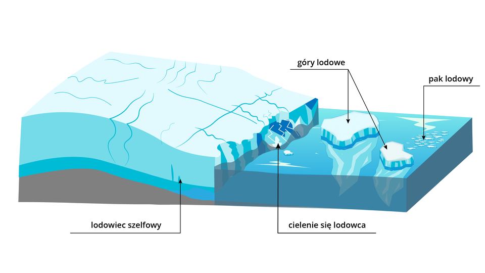 Ilustracja przedstawia formy powstałe w wyniku cielenia się lodowca szelfowego. Po lewej stronie ilustracji jest lodowiec, po prawej woda, w której pływają kawałki lodu. Lodowiec szelfowy - jego brzeżna część unosi się na powierzchni wody, a podstawa jest zanurzona. Na czole lodowca dochodzi do odłamywania się jego fragmentów - to cielenie się lodowca. Odłamane od lodowca fragmenty pływają w wodzie - to góry lodowe. Ich wierzchołki są na powierzchni wody, a pozostała część jest zanurzona w wodzie. Na powierzchni wody unosi się także pak lodowy - to kawałki lodu.    