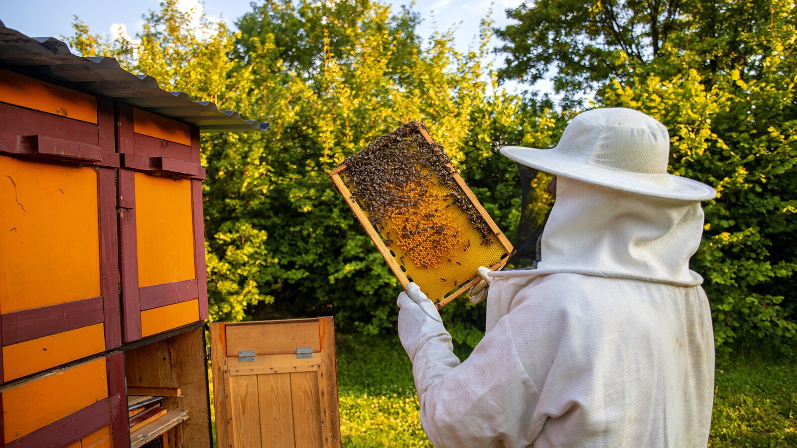 Zdjęcie przedstawia osobę w stroju pszczelarskim stojącą przed ulami i trzymającą w dłoniach deseczkę przegrodową, na której widoczne są pszczoły. 